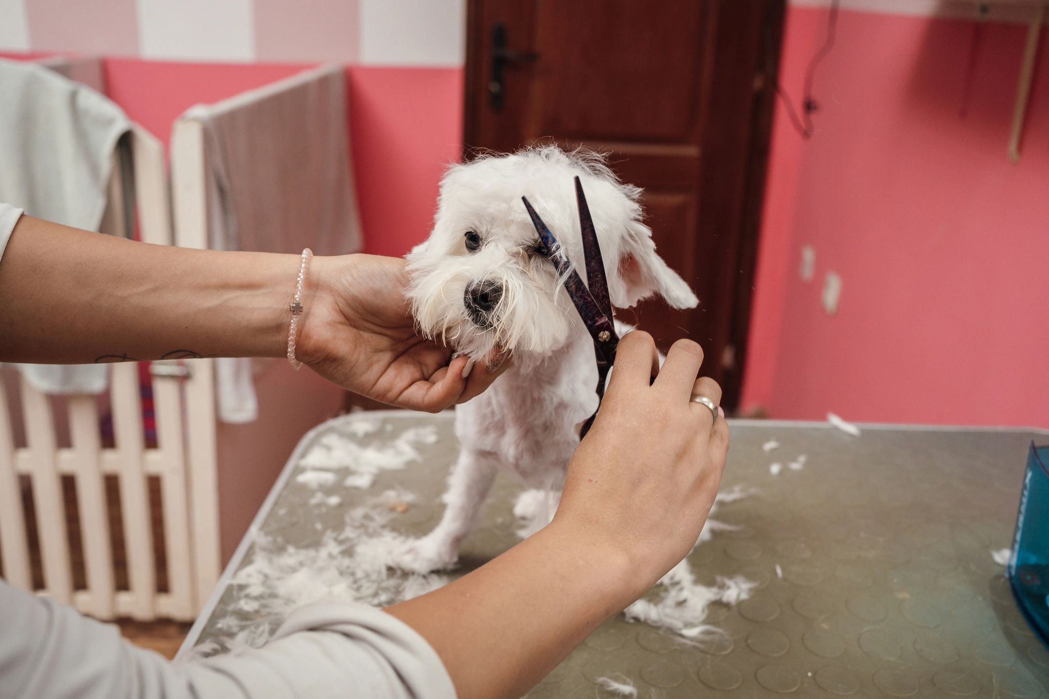 Instructor trimming a small dog with scissors during hands-on grooming training