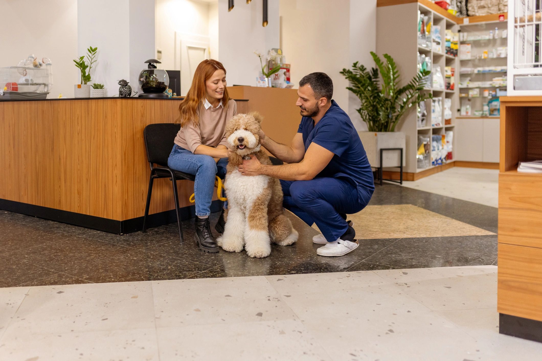 Friendly consultation with a poodle in a clean clinic setting