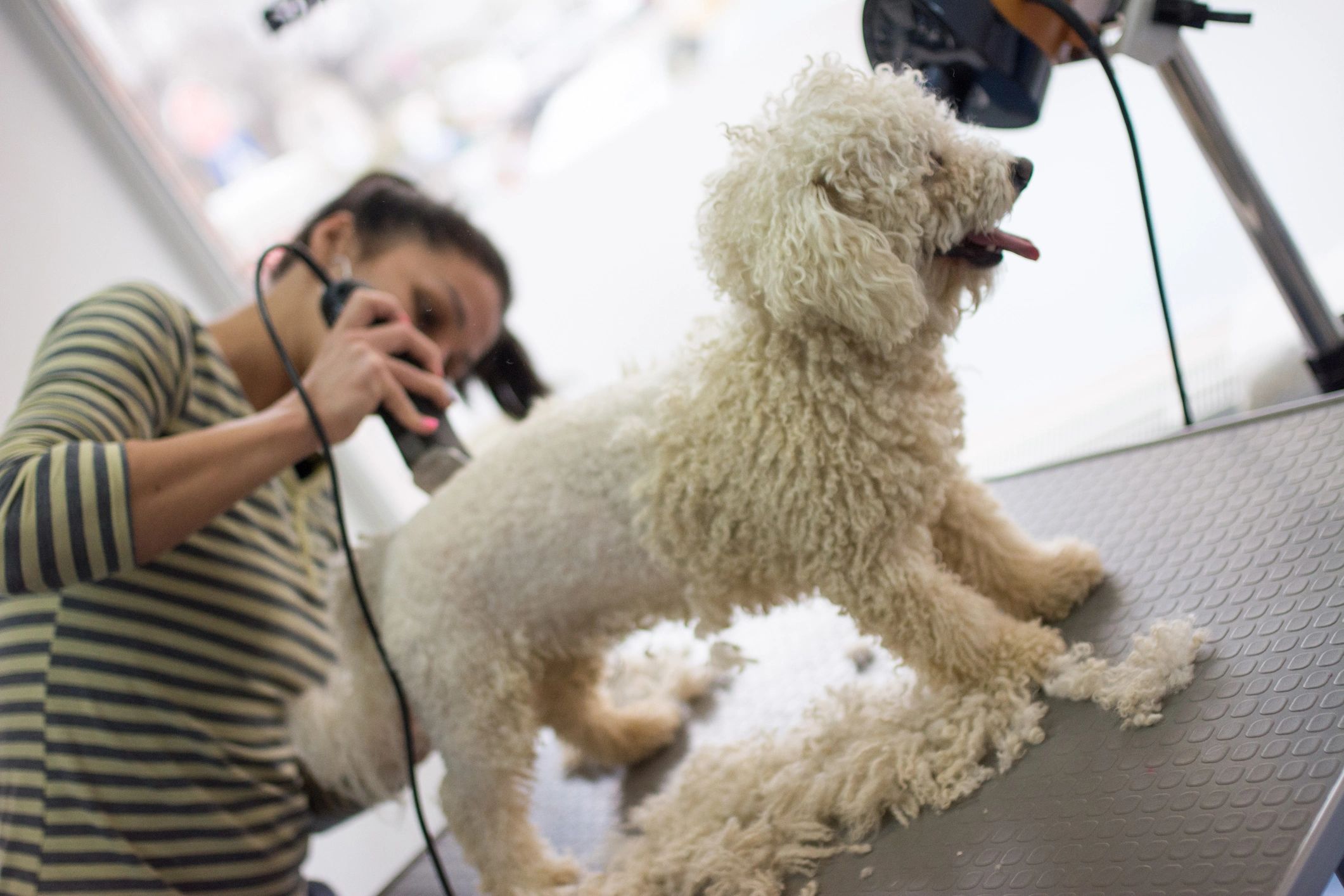 Groomer trimming a dog on a grooming table during class